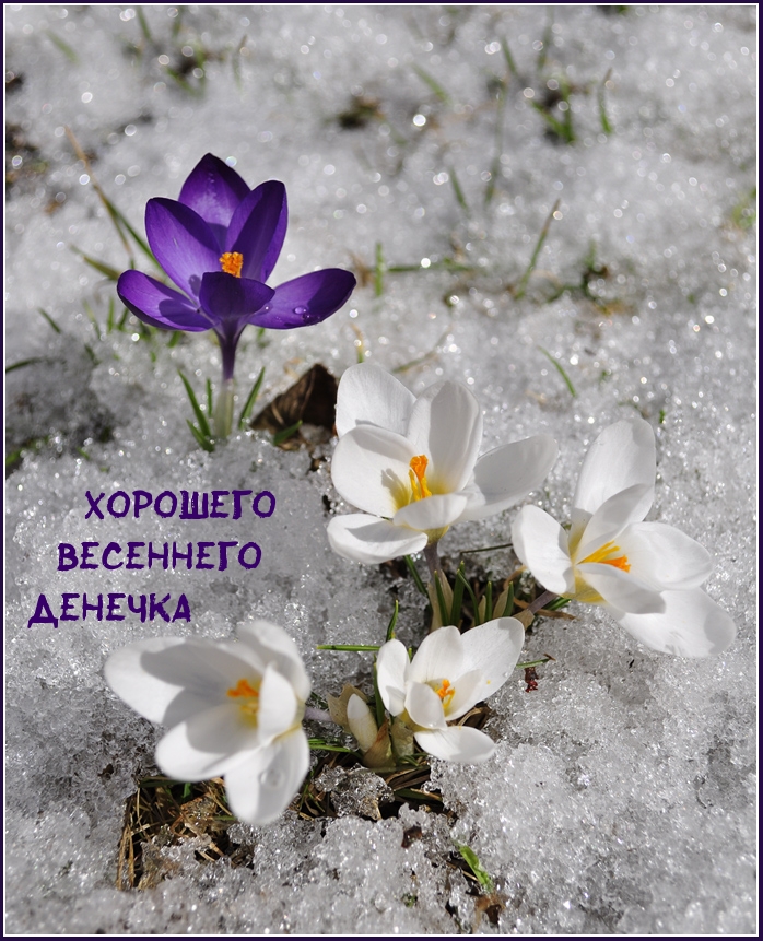 Картинка - Хорошего весеннего денечка.