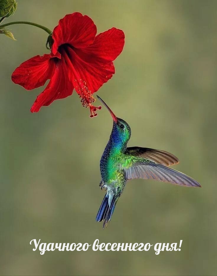 Удачного весеннего дня!
