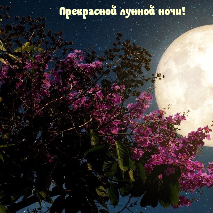 Прекрасной лунной ночи!