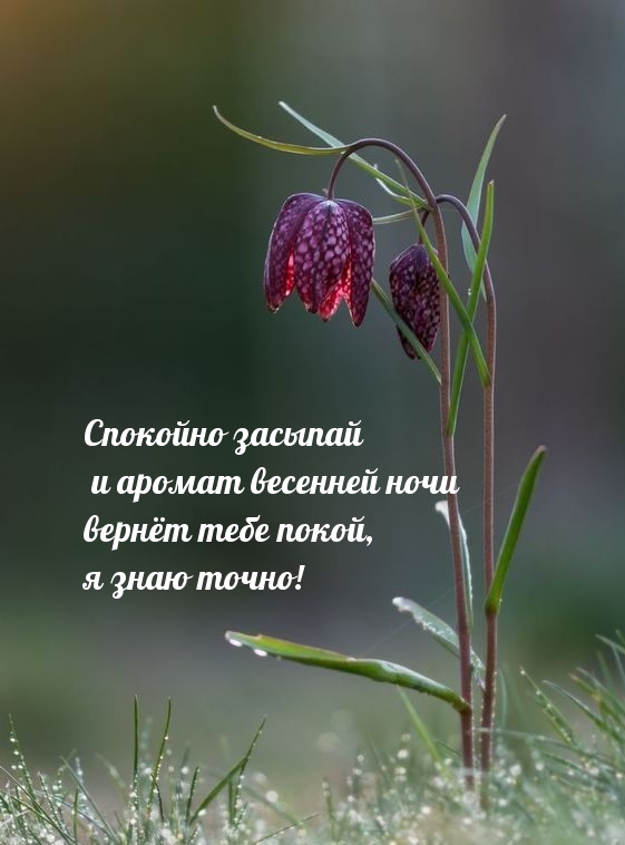 Аромат весенней ночи вернёт тебе покой