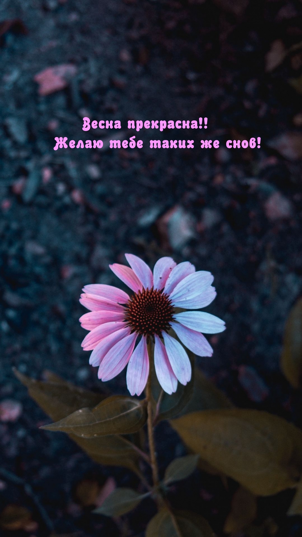 Весна прекрасна! Желаю тебе таких же снов!