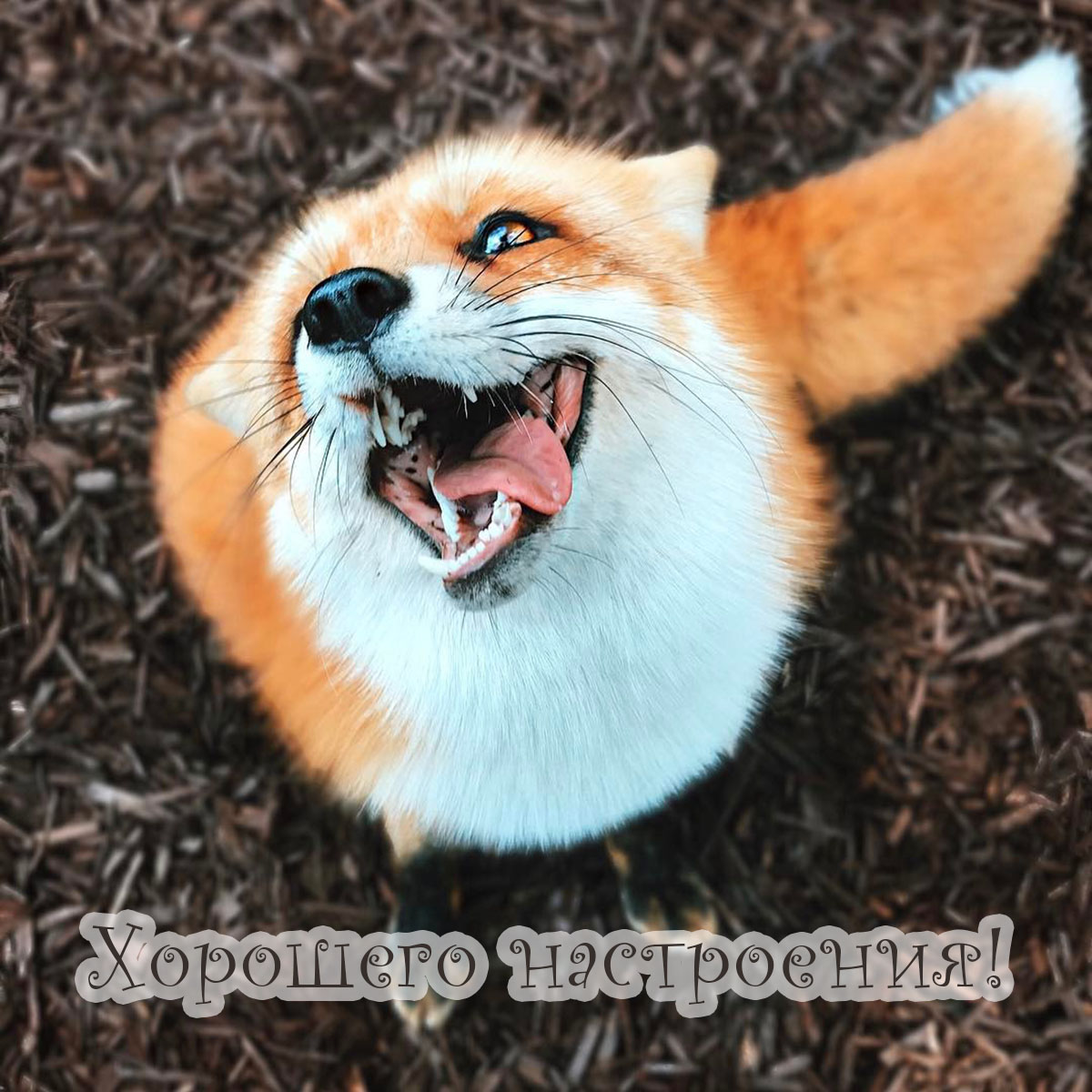 Хорошего настроения!
