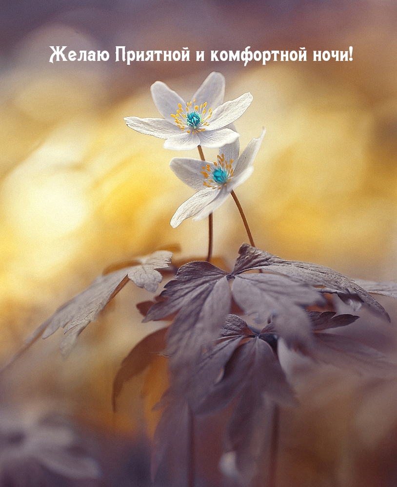 Желаю приятной и комфортной ночи!