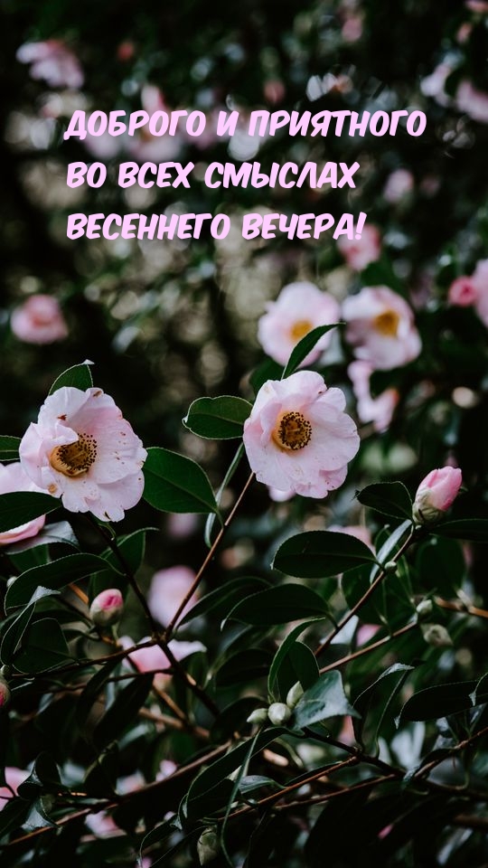 Доброго и приятного во всех смыслах весеннего вечера!