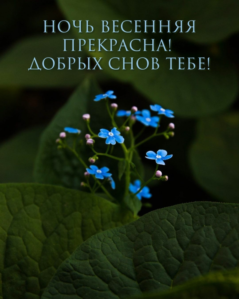 Ночь весенняя прекрасна! Добрых снов тебе!