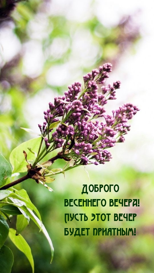 Доброго весеннего вечера! Пусть этот вечер будет приятным.