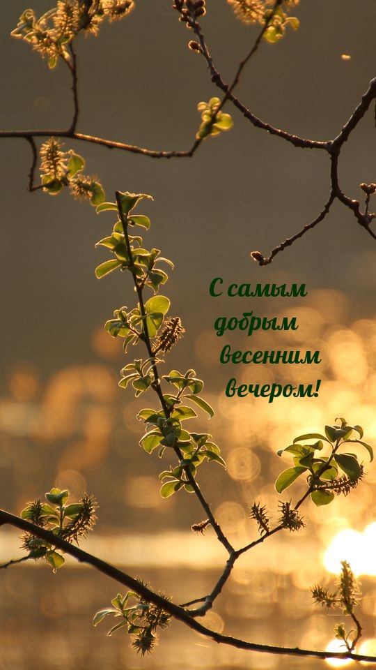 С самым добрым весенним вечером!