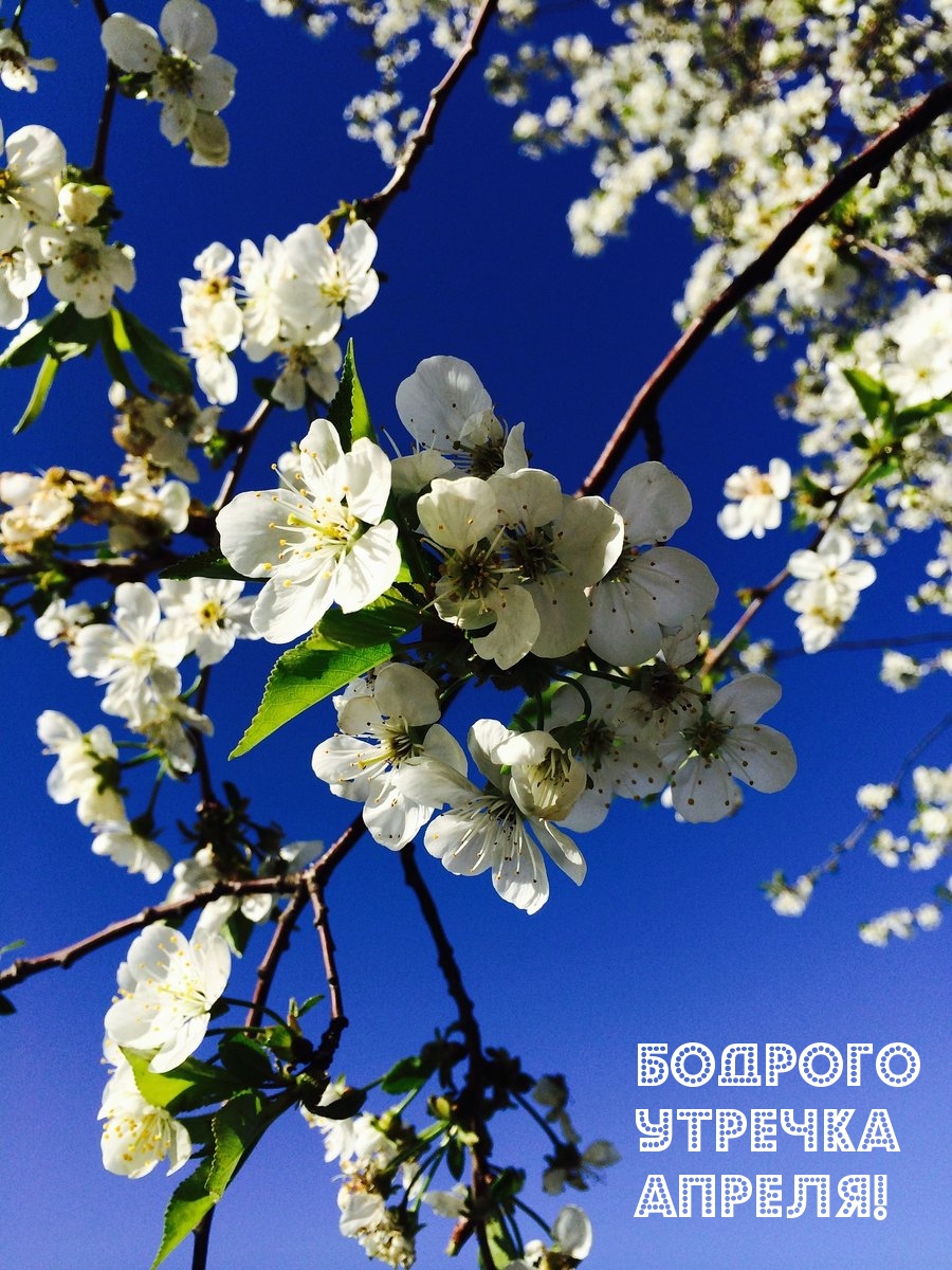Бодрого утречка апреля!