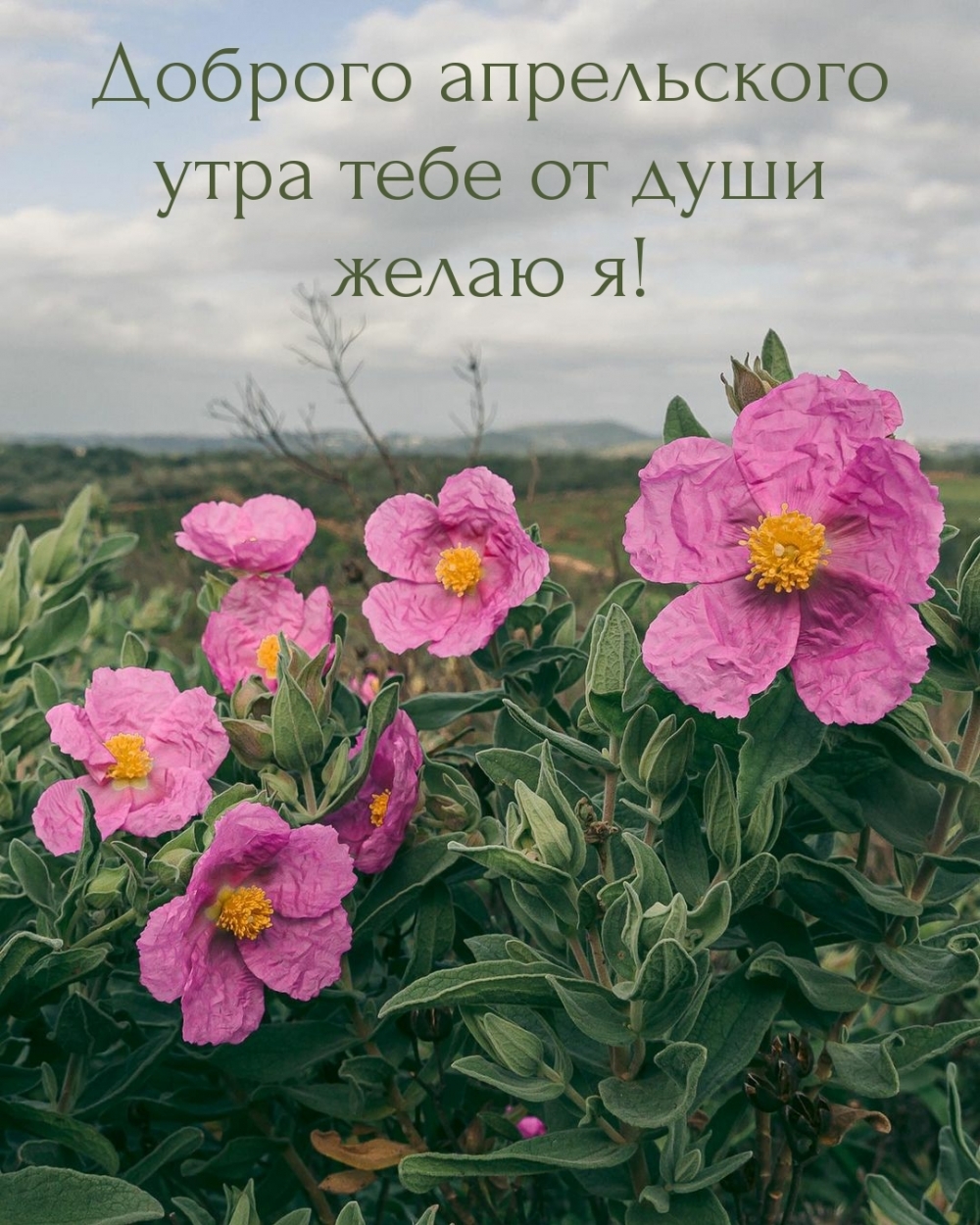 Доброго апрельского утра тебе от души желаю я!