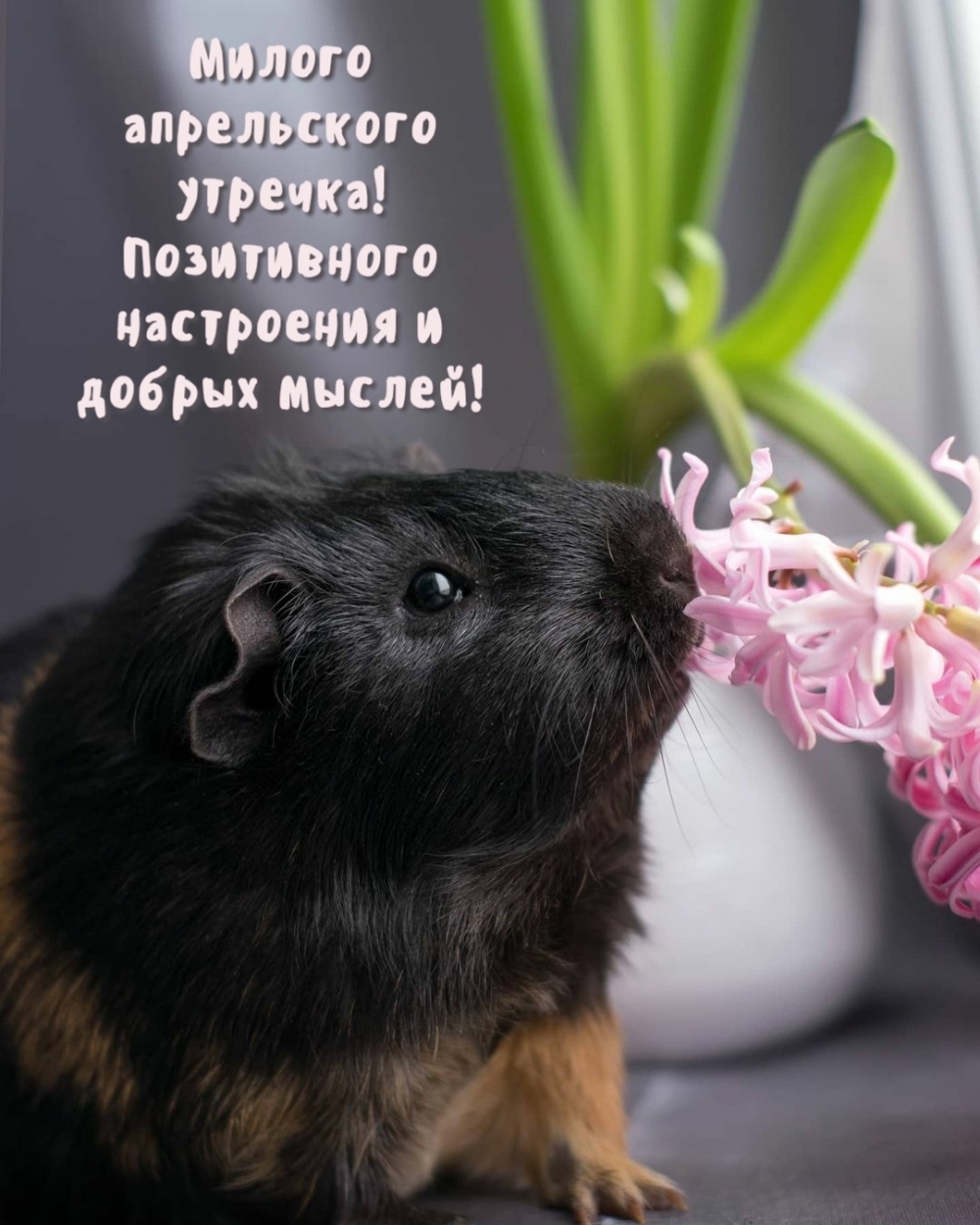 Милого апрельского утречка! Позитивного настроения и добрых мыслей!