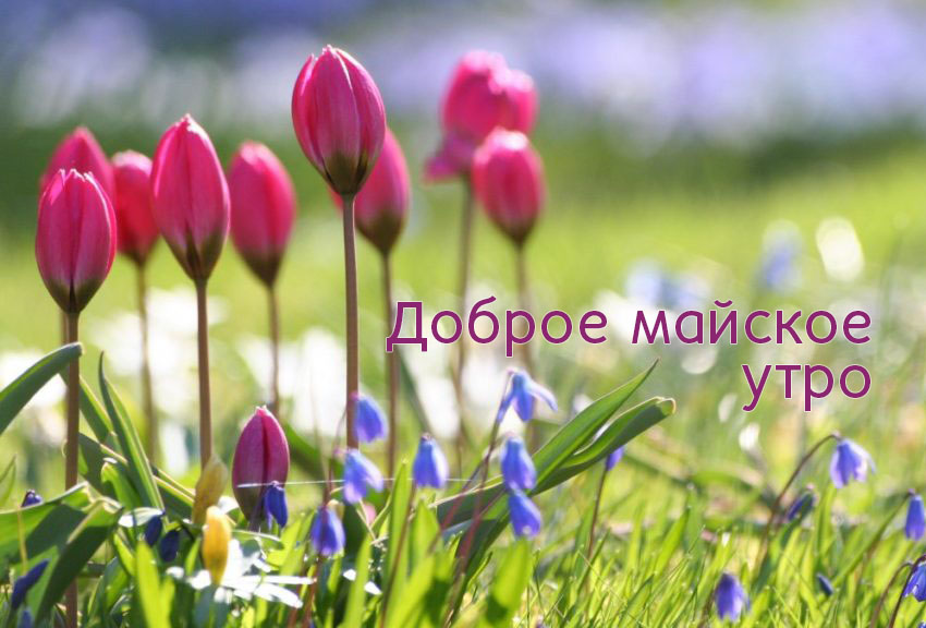 Доброе майское утро
