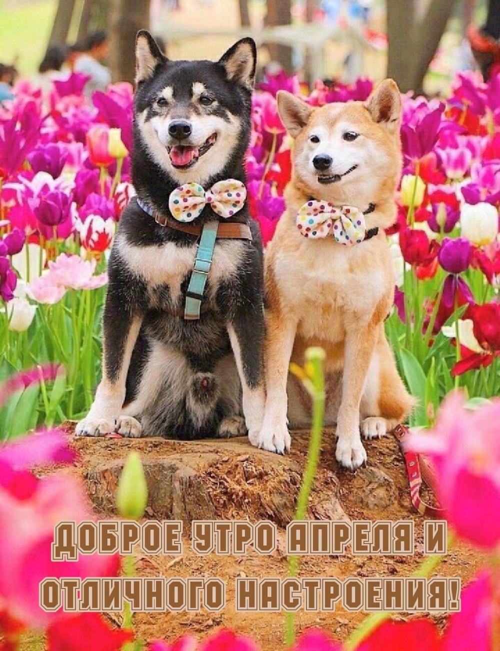 Доброе утро апреля и отличного настроения!
