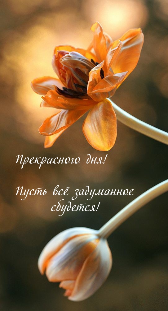 Прекрасного дня! Пусть всё задуманное сбудется!