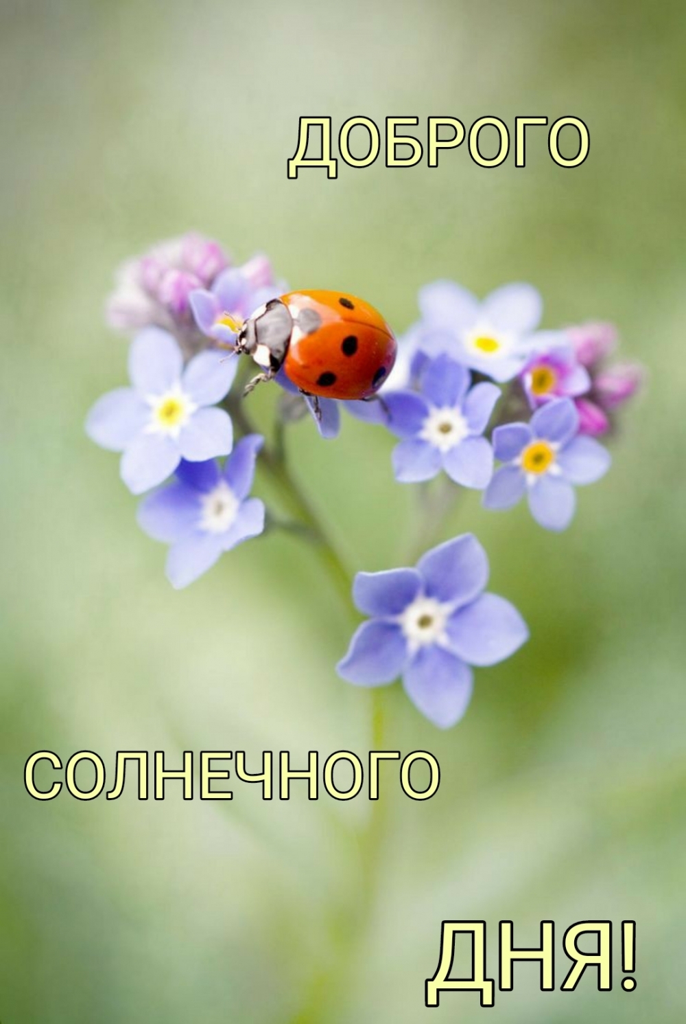 Доброго солнечного дня!