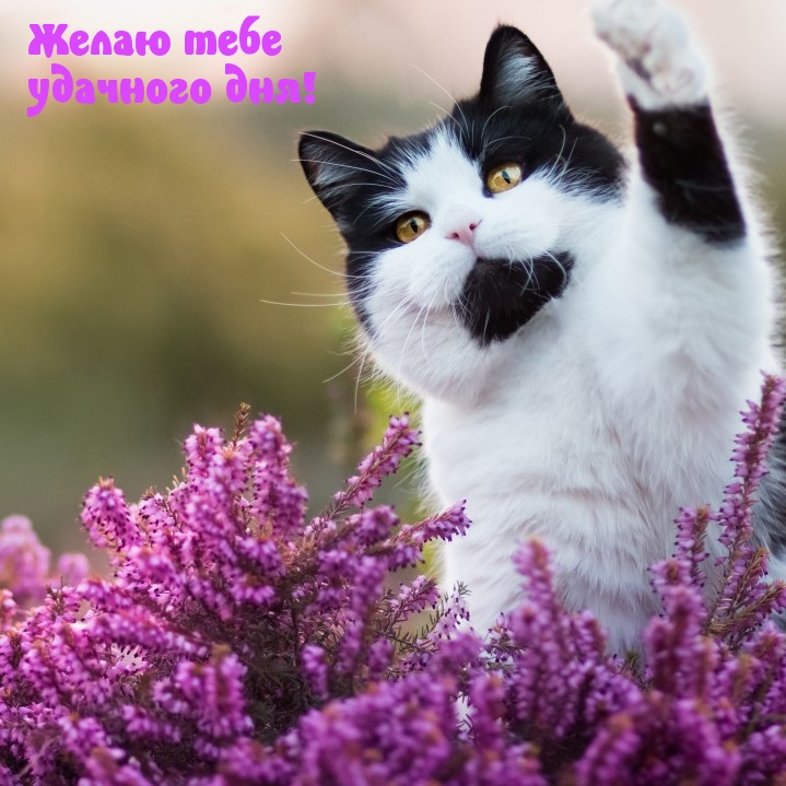 Желаю тебе удачного дня!