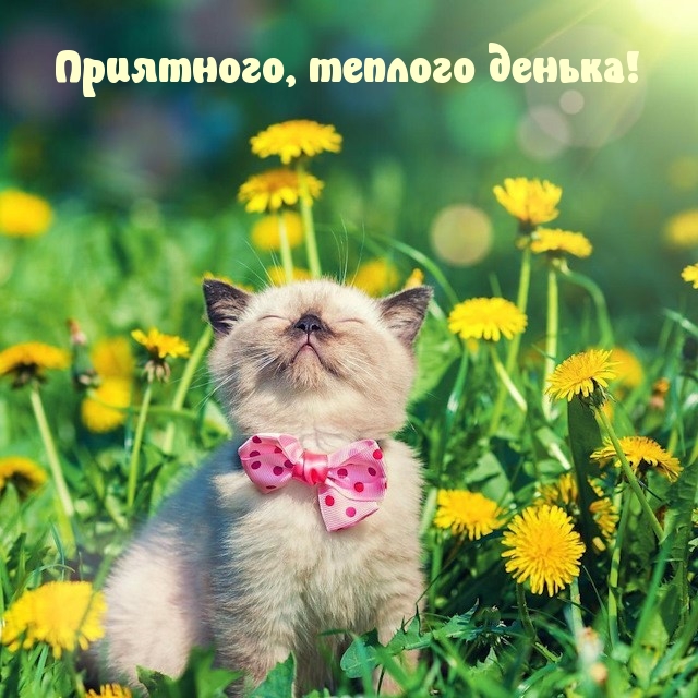 Приятного, теплого денька!