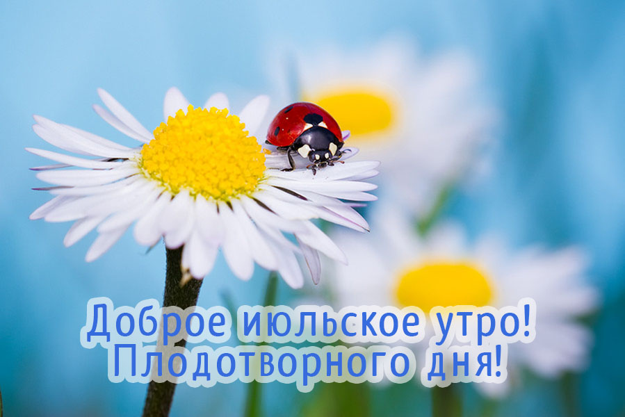 Плодотворного июльского дня! Доброе утро!