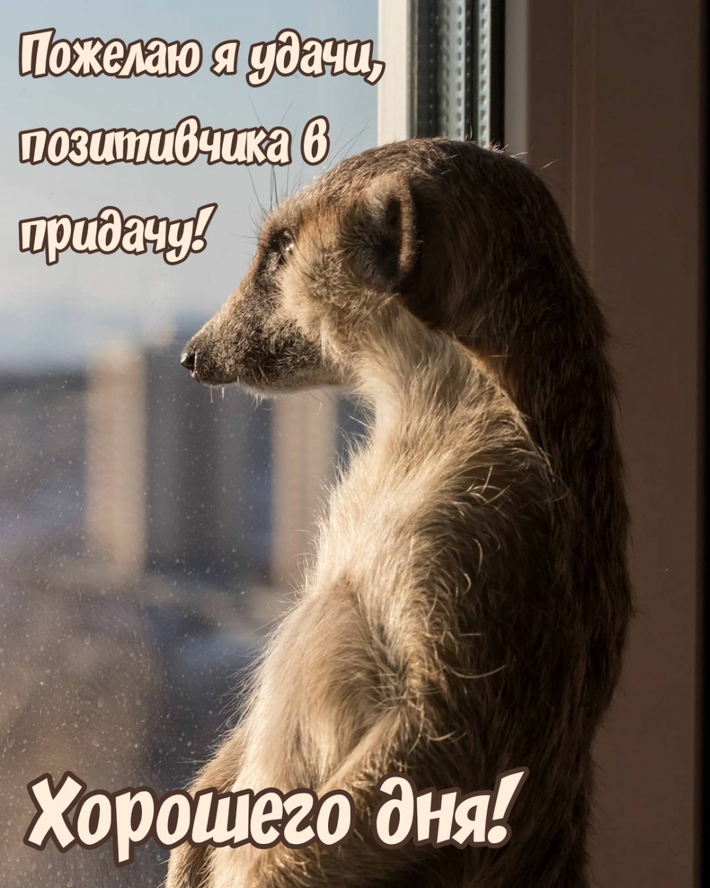 Пожелаю я удачи, позитивчика в придачу! Хорошего дня!