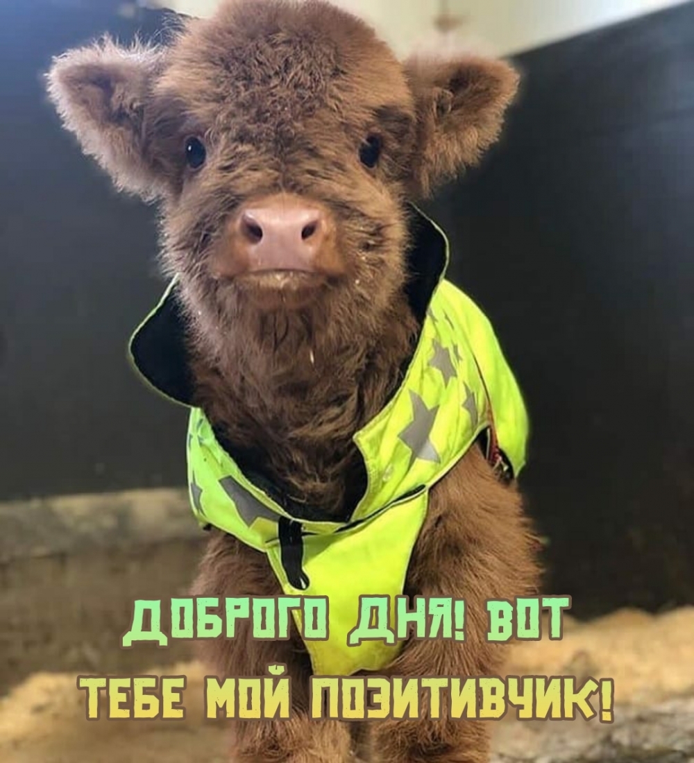 Доброго дня! Вот тебе мой позитивчик!