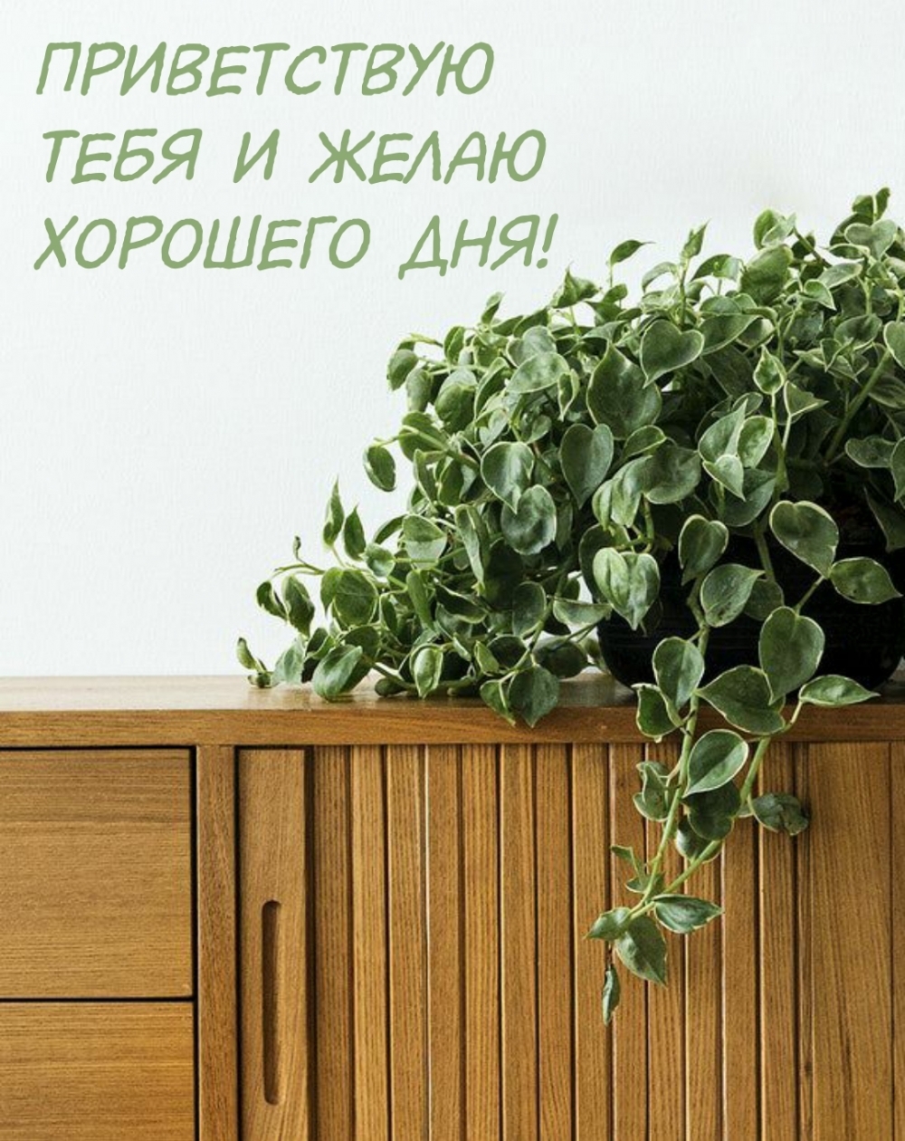Приветствую тебя и желаю хорошего дня!