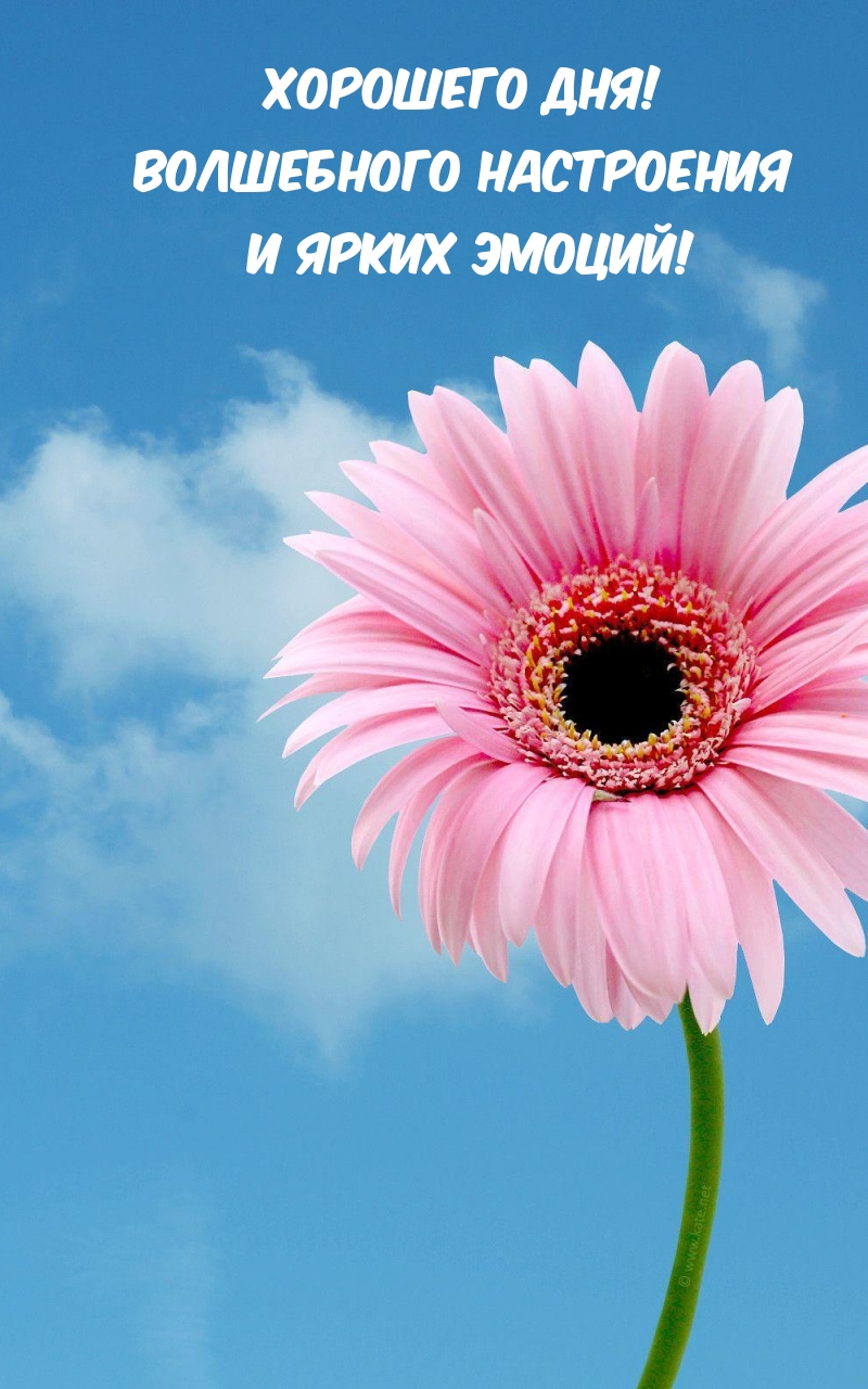 Хорошего дня! Волшебного настроения и ярких эмоций!