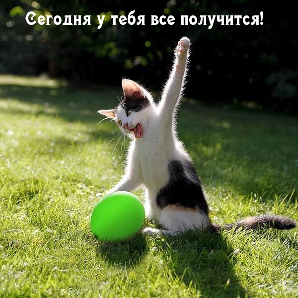Сегодня у тебя все получится!