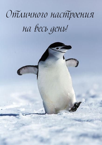 Отличного настроения на весь день!