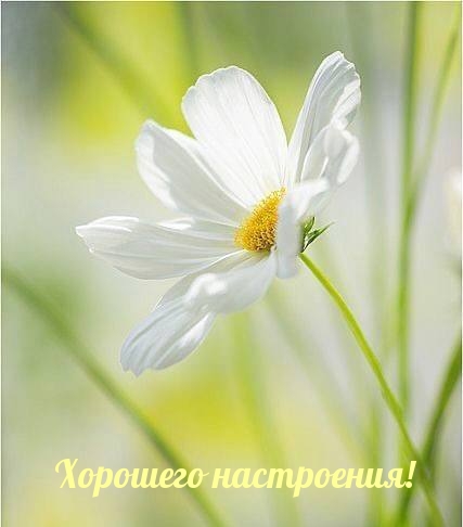 Хорошего настроения!