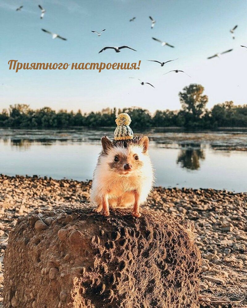 Приятного настроения!