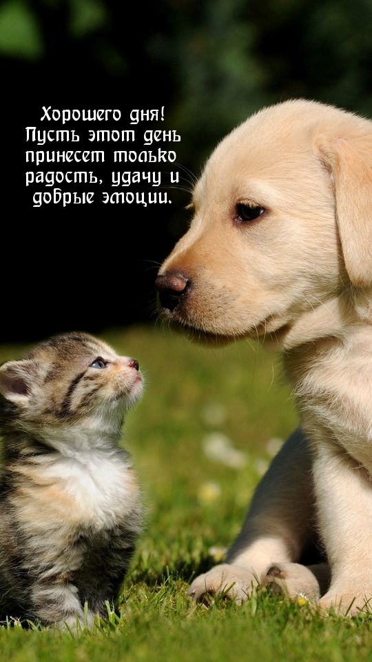 Хорошего дня! Пусть этот день принесет только радость, удачу