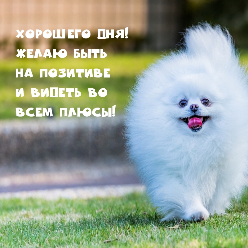 Хорошего дня! Желаю быть на позитиве и видеть во всем плюсы!