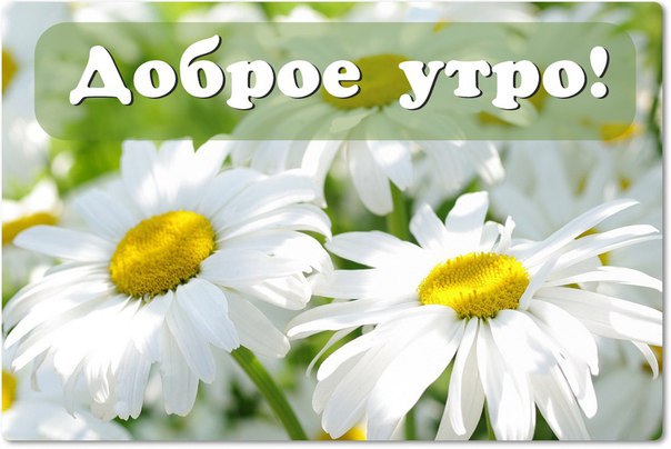 Доброе утро! С ромашками
