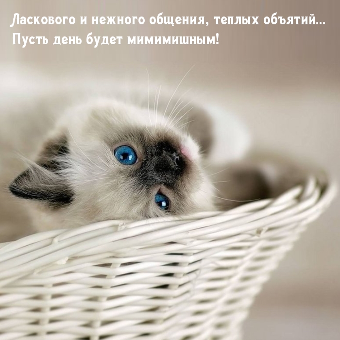 Пусть день будет мимимишным!