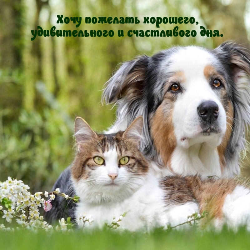 Хочу пожелать хорошего, удивительного и счастливого дня.