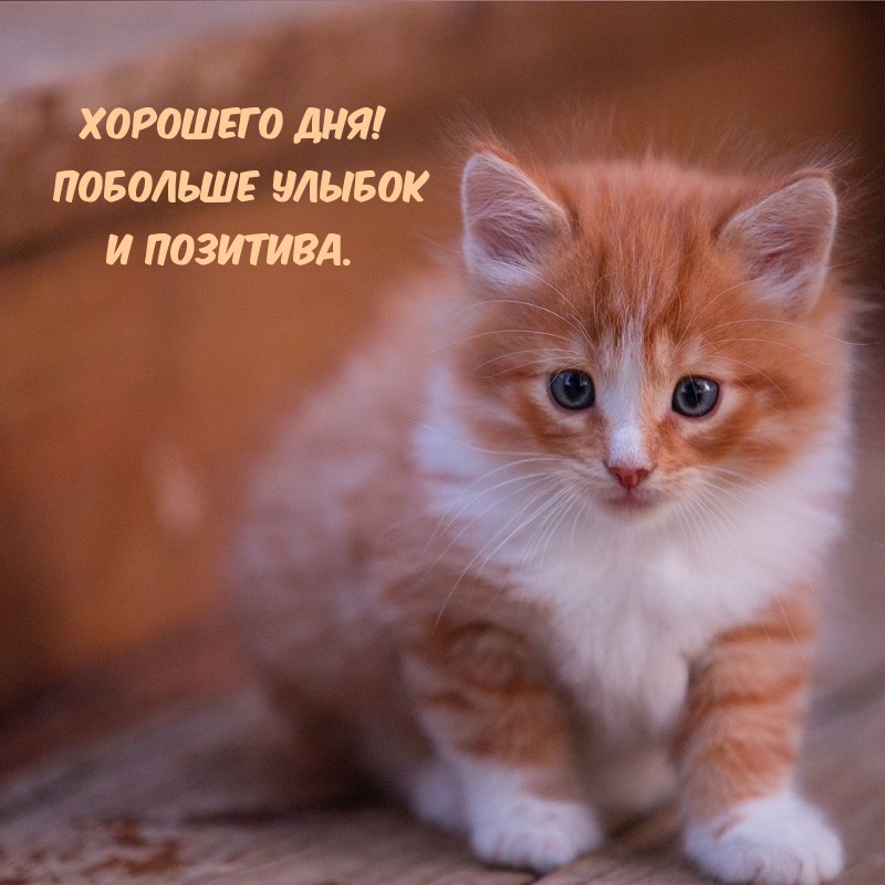 Хорошего дня! Побольше улыбок и позитива.