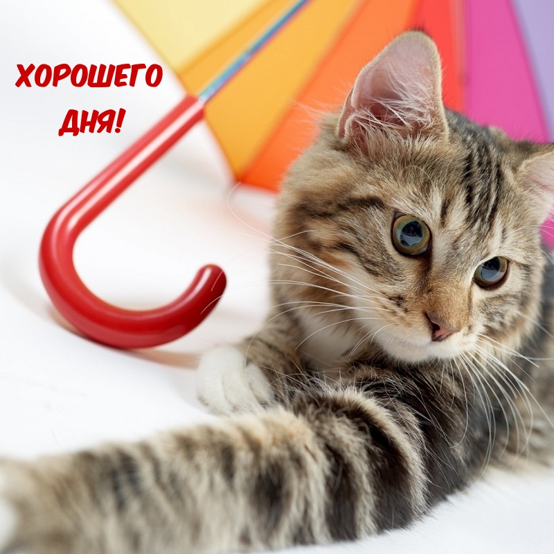 Хорошего дня!