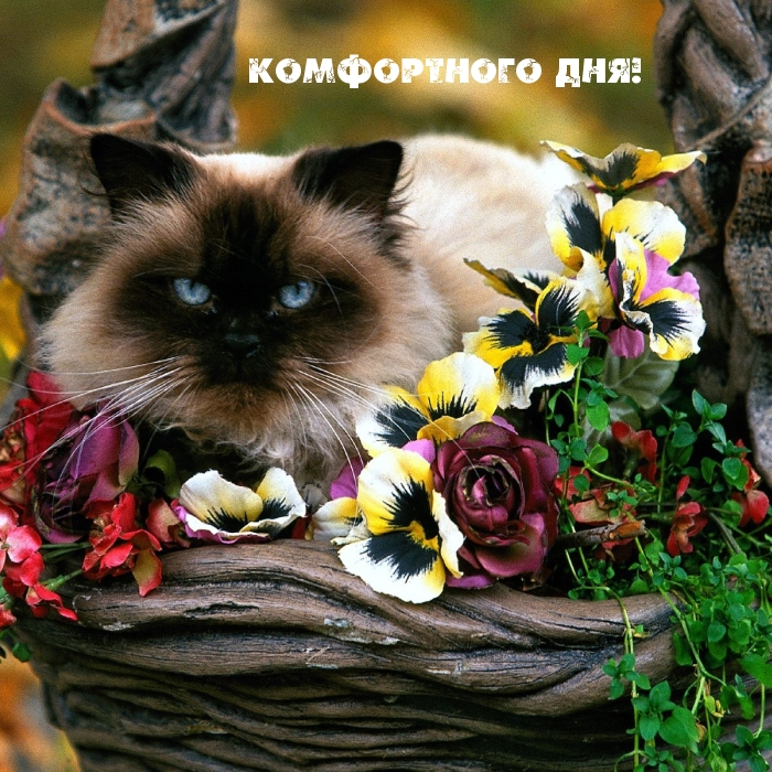 Комфортного дня!