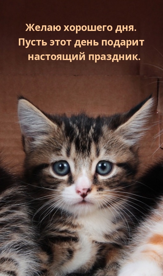 Желаю хорошего дня. Пусть этот день подарит настоящий праздник.