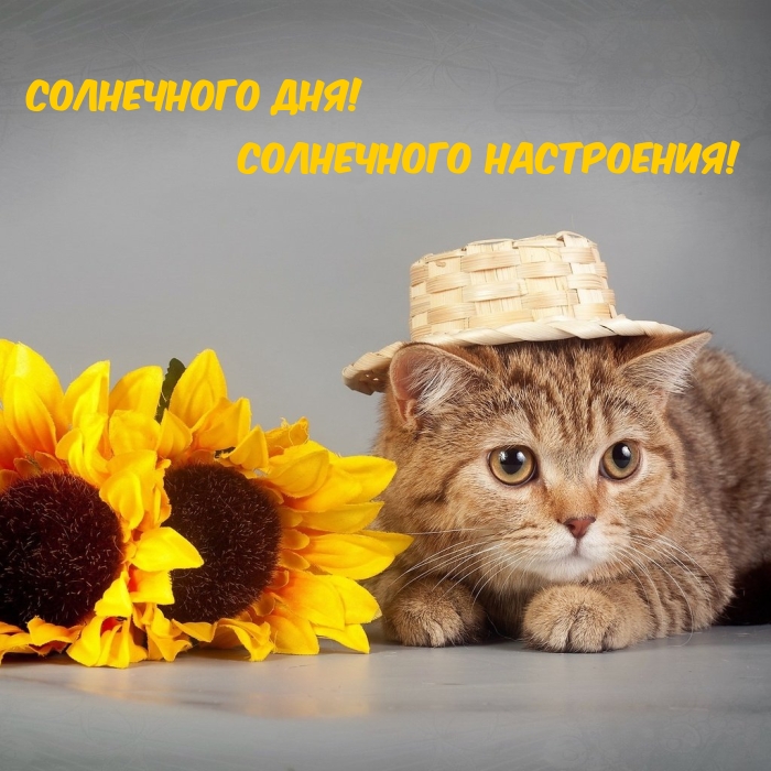 Солнечного дня! Солнечного настроения!