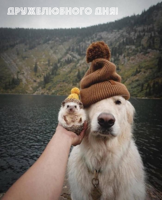 Дружелюбного дня!