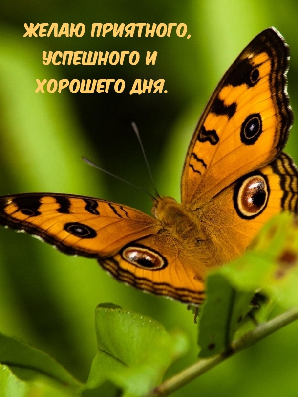 Желаю приятного, успешного и хорошего дня.