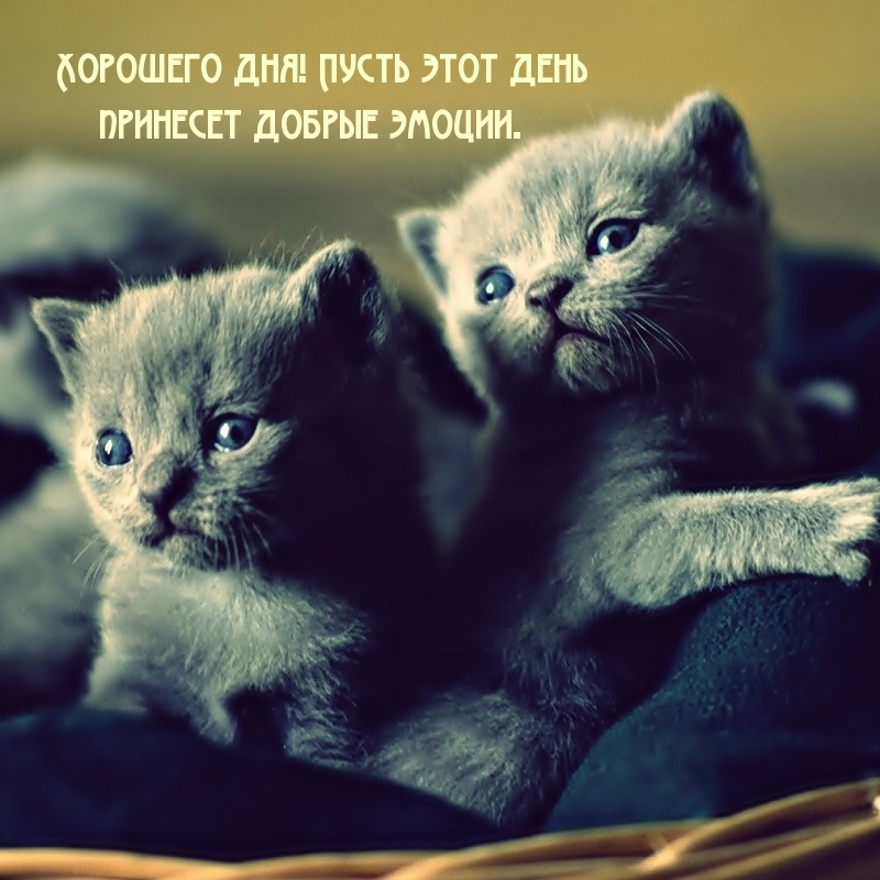 Хорошего дня! Пусть этот день принесет добрые эмоции.