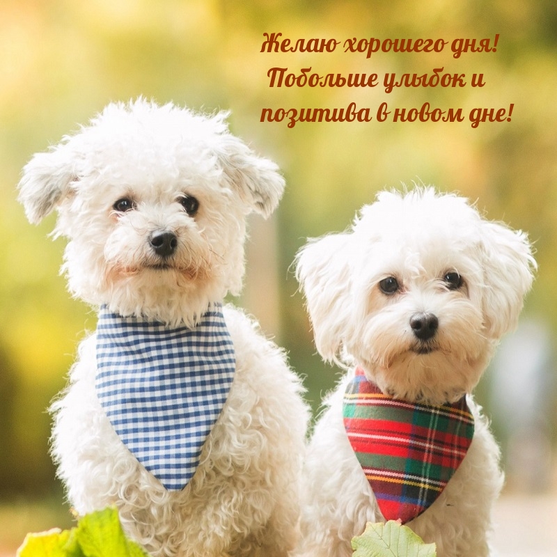 Желаю хорошего дня! Побольше улыбок и позитива в новом дне!