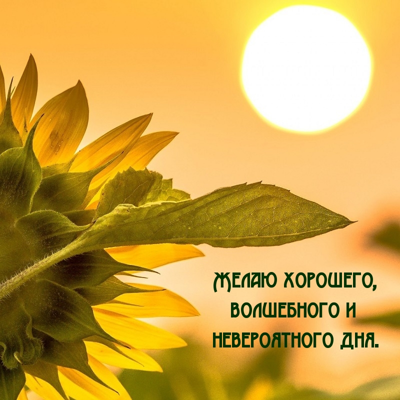 Желаю хорошего, волшебного и невероятного дня.