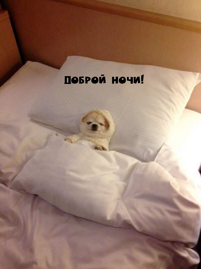 Доброй ночи!