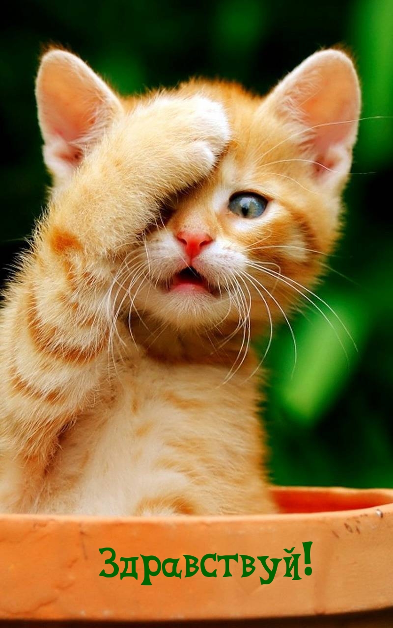 Здравствуй!