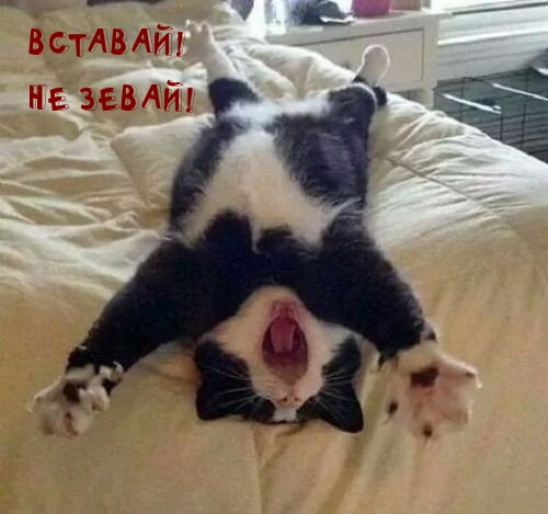 Вставай! Не зевай!