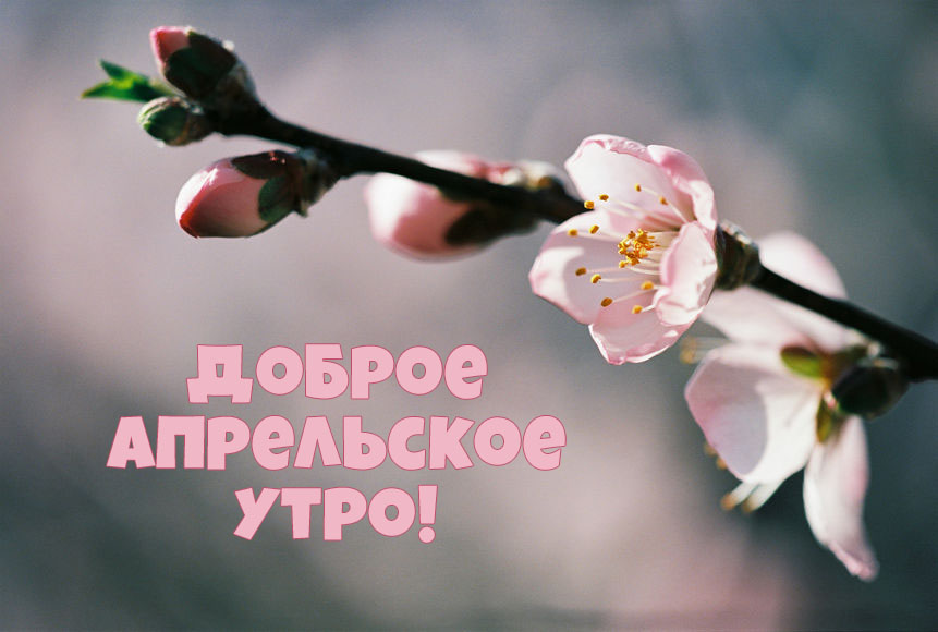 Доброе апрельское утро!
