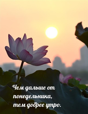 Чем дальше от понедельника, тем добрее утро.