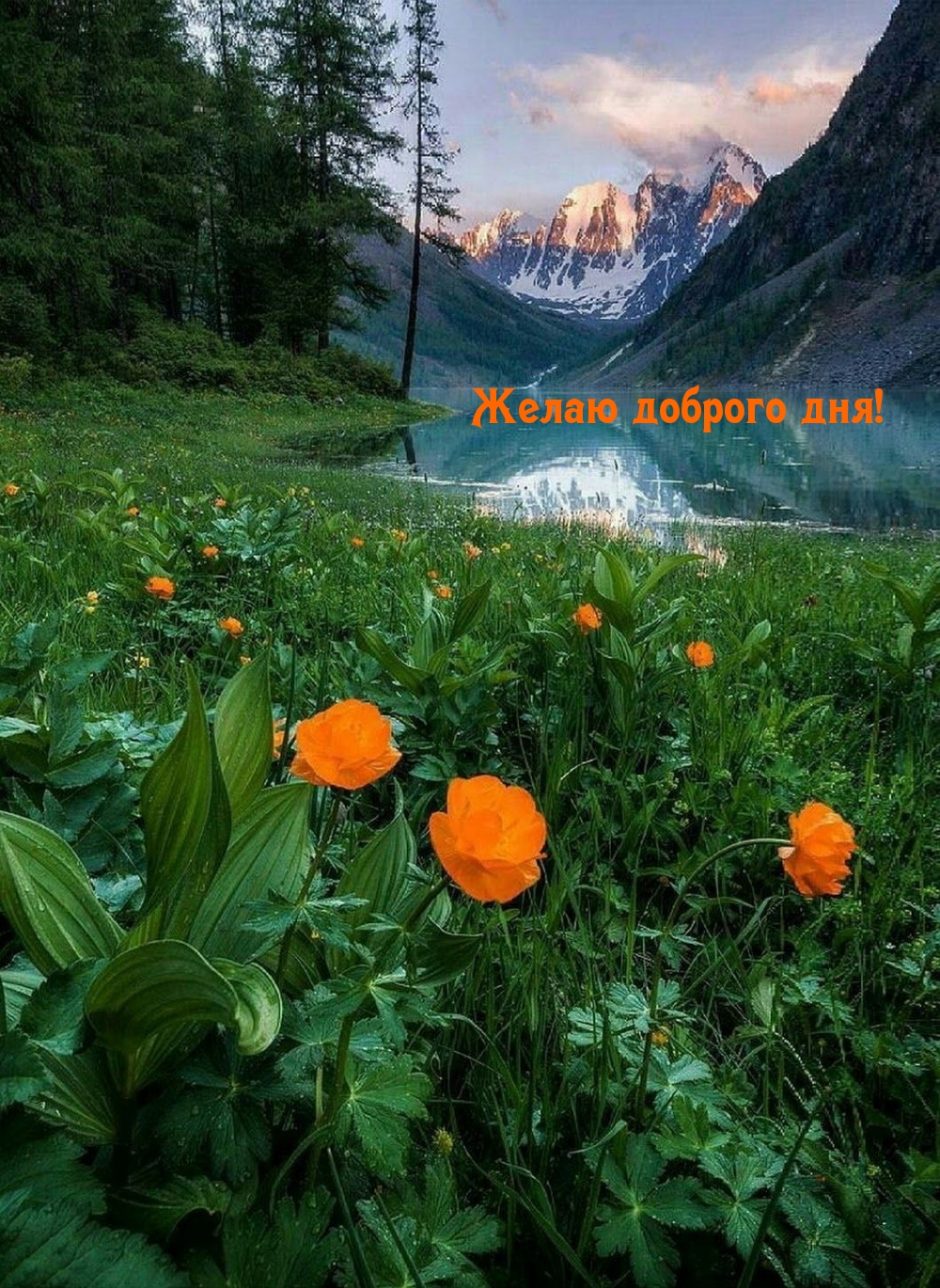 Желаю доброго дня!